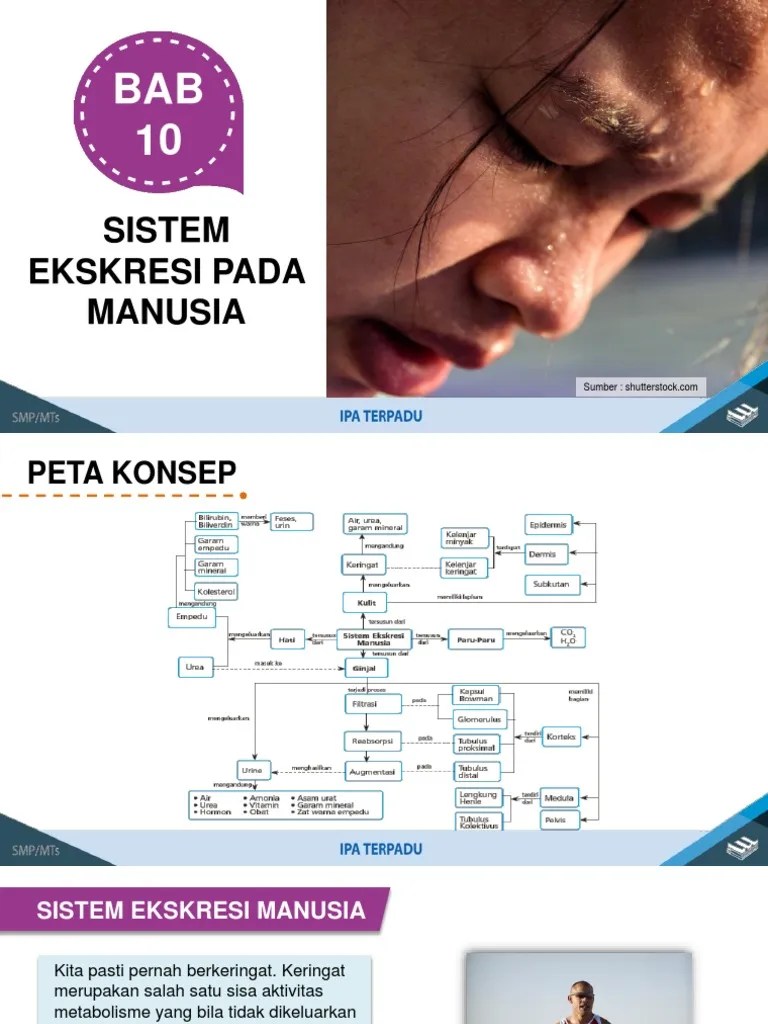 Nah, kali ini kita akan belajar tentang sistem pencernaan pada manusia. Bab 10 Sistem Ekskresi Pada Manusia Pdf