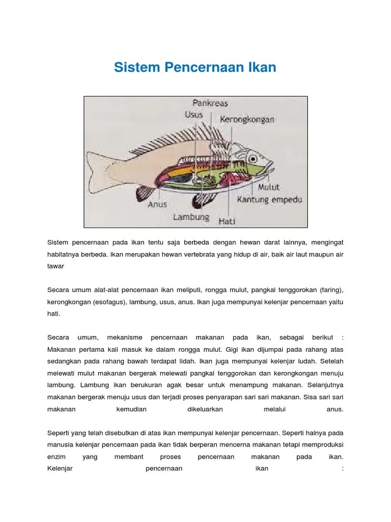 Sistem Pencernaan Ikan | PDF