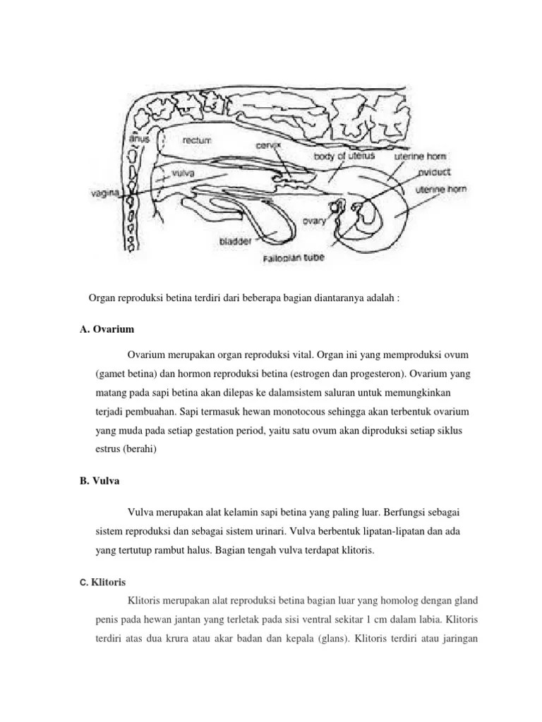 Algho (Organ Reproduksi) | PDF