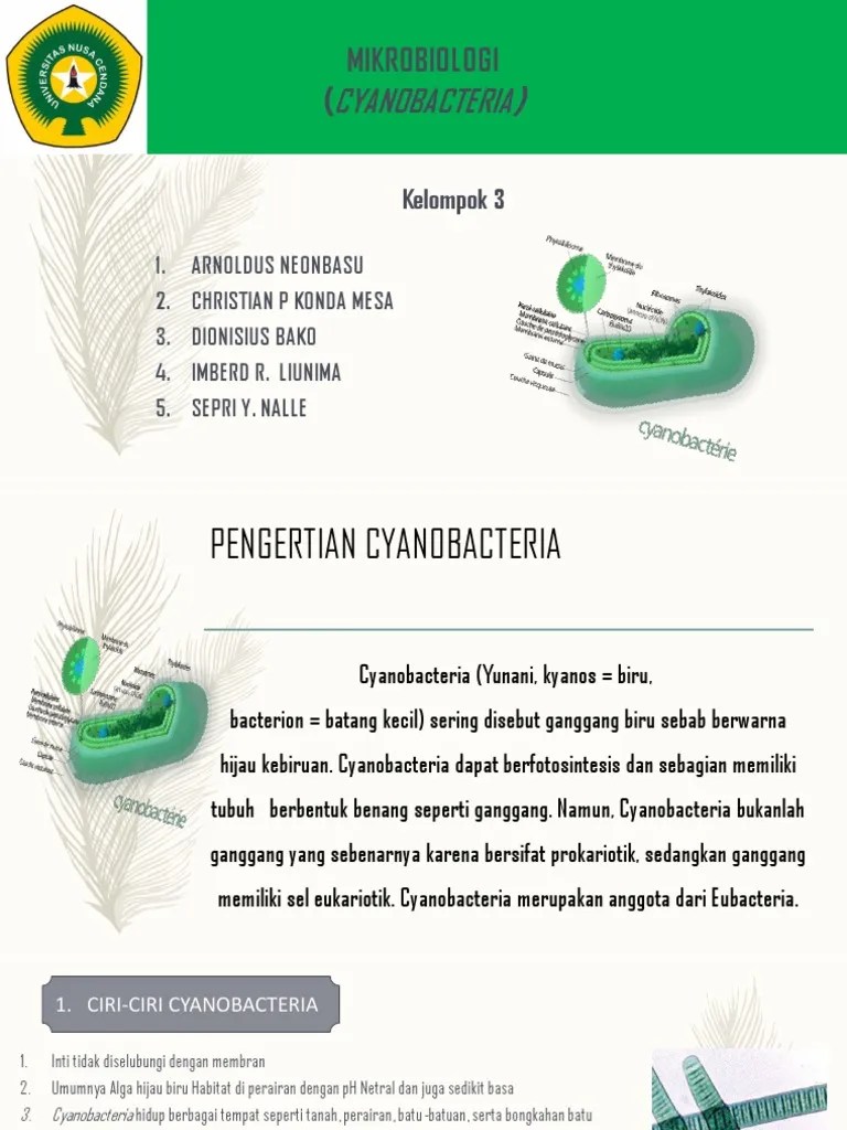 Cyanobacteria Kelompok 3 | PDF