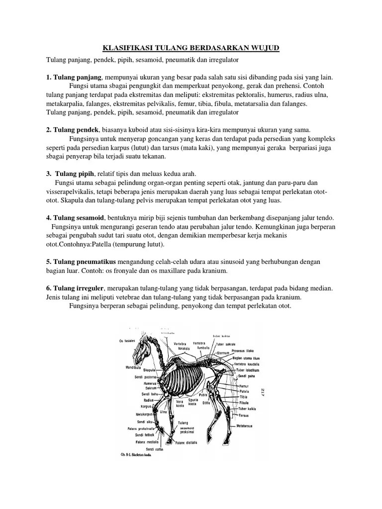 Klasifikasi Tulang Berdasarkan Wujud Word