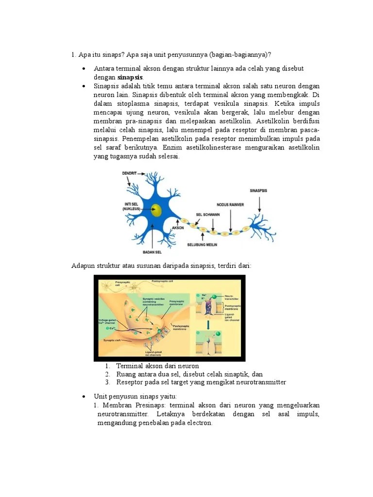 Group 6 Sistem Saraf | PDF