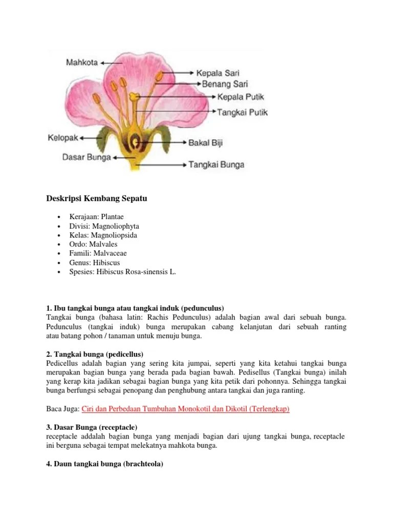 Kembang sepatu, bunga ini termasuk dalam kelompok bunga sempurna dan. Deskripsi Dan Fungsi Kembang Sepatu Pdf