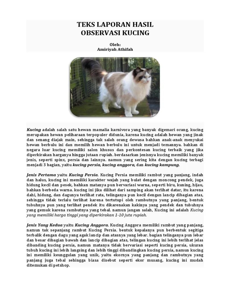 Contoh Laporan Observasi Kucing