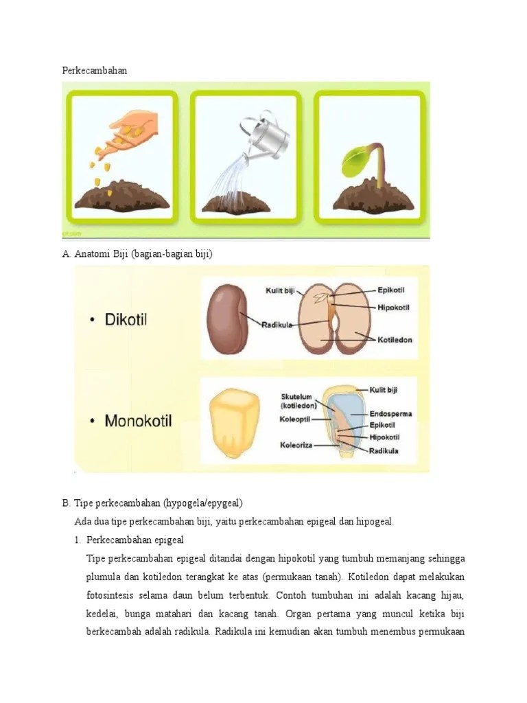 Perkecambahan atau germinasi merupakan tahap awal perkembangan suatu tumbuhan,. Perkecambahan Pdf