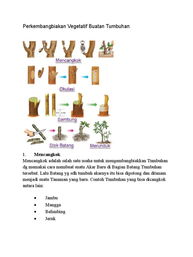 Perkembangbiakan Vegetatif Buatan Tumbuhan | PDF