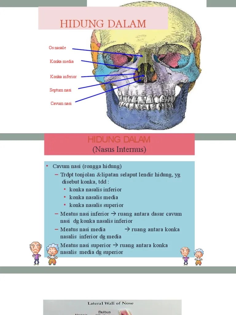 Hidung Dalam | PDF