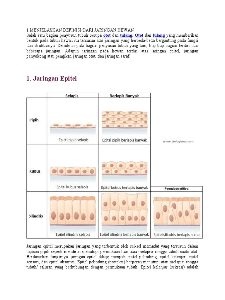 Biologi Jaringan Hewan | PDF