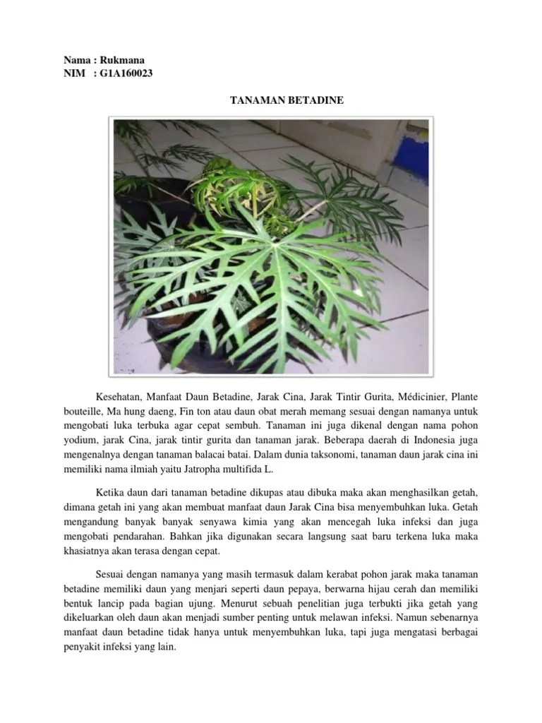 Tanaman Betadine (Rukmana) | PDF