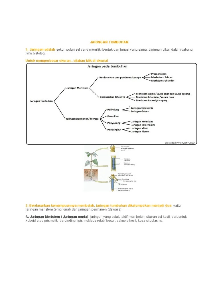 Bab 2 Struktur Dan Fungsi Jaringan Tumbuhan | PDF