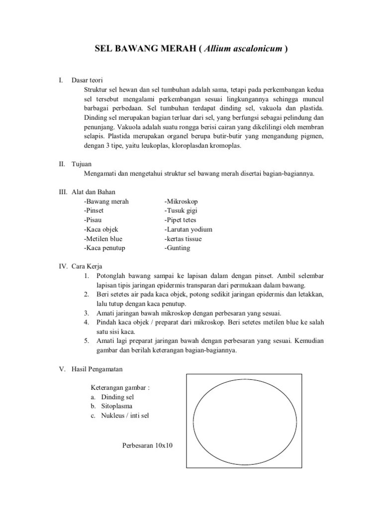 Halus, mengamati ukuran sel bawang merah,. Sel Bawang Merah Pdf