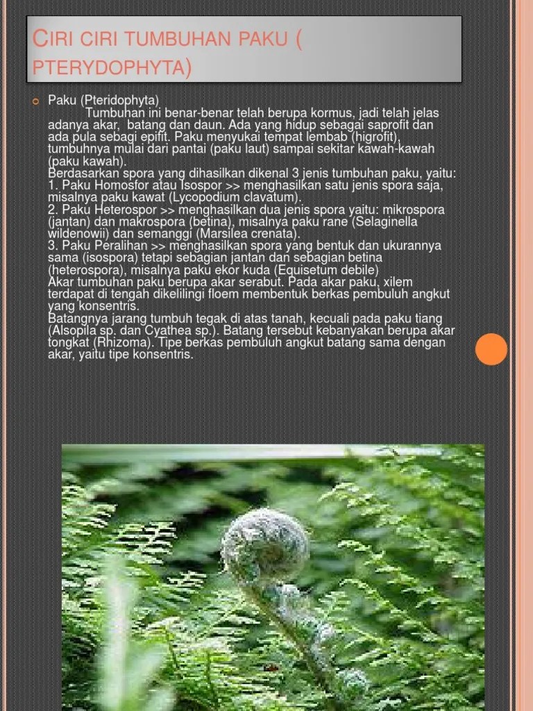 Ciri Ciri Tumbuhan Paku (Pterydophyta | PDF