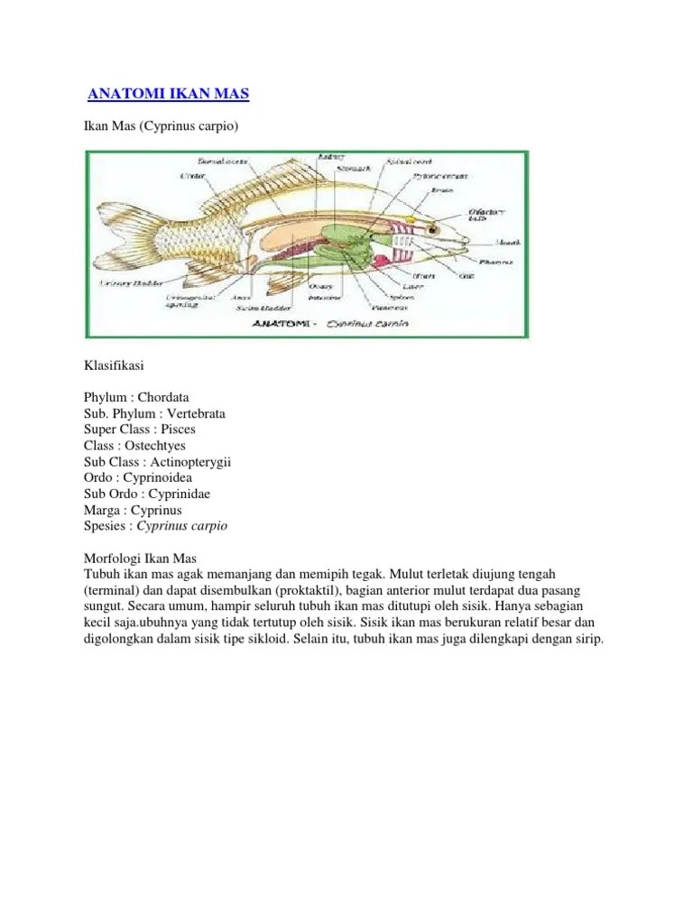Anatomi Ikan Mas | PDF