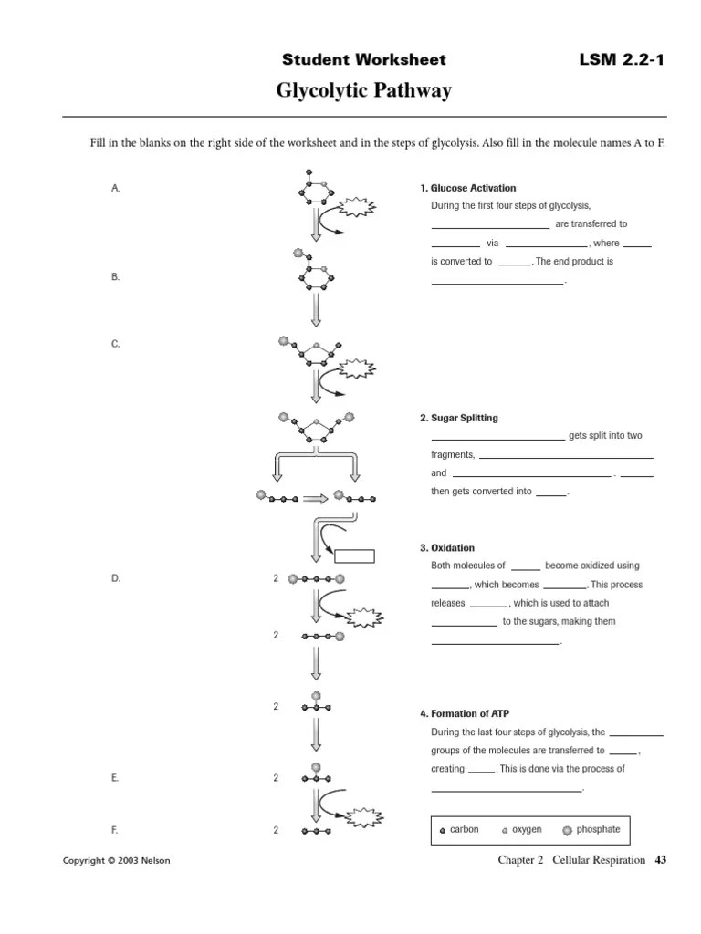 Using good old fashioned pen and paper (pencil is ok too), draw in the structure of each metabolic intermediate in the glycolysis pathway in . Glycolytic Pathway Pdf