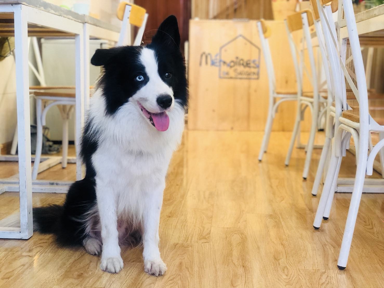 越南胡志明市便宜住宿推薦—Mémoires de Saigon西貢回憶酒店，文青氛圍超萌店犬位置絕佳平價住宿