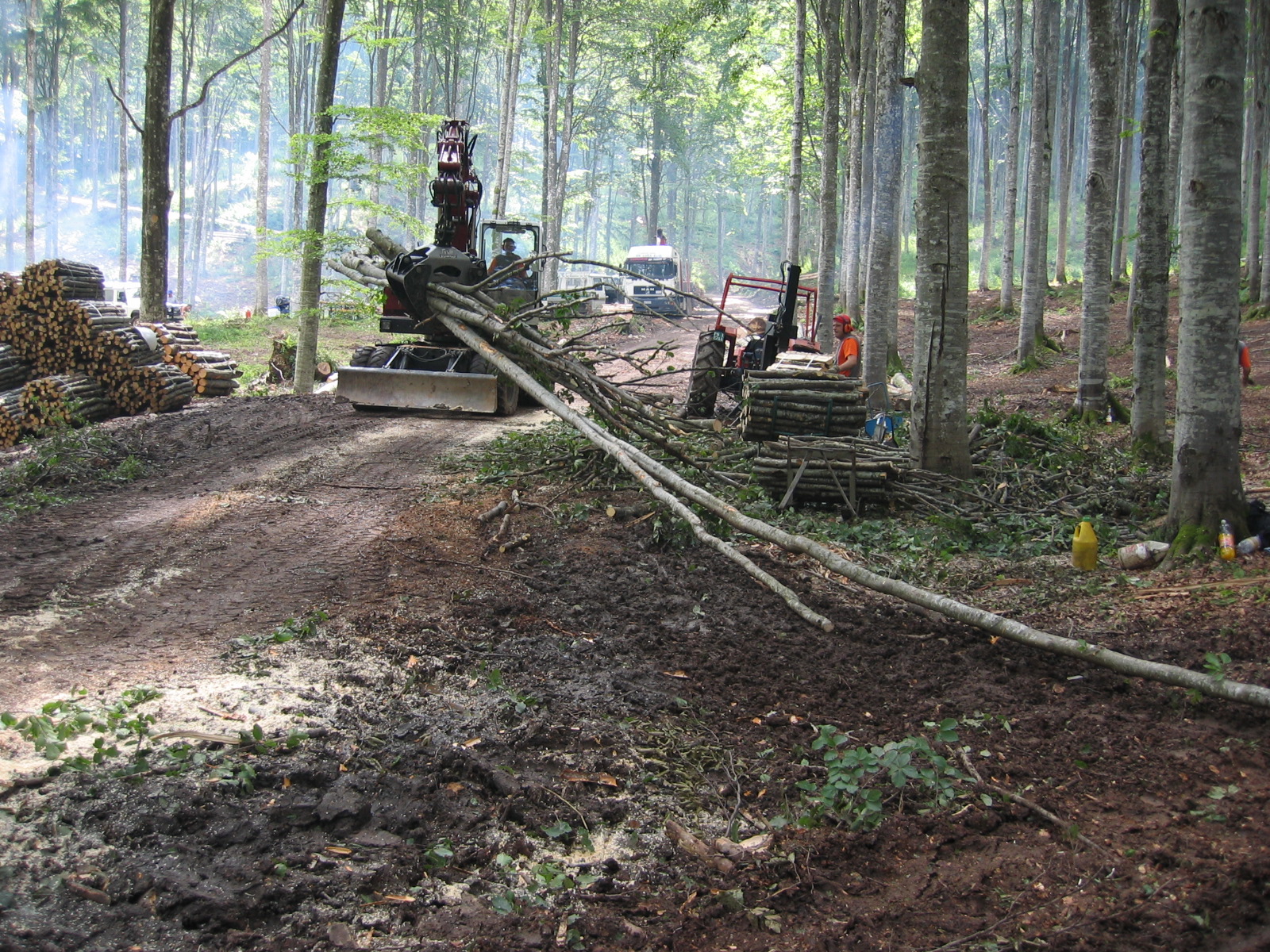 Lavori Boschivi – Impresa Boschiva Elio De Luca 1200_x_1600_jpg