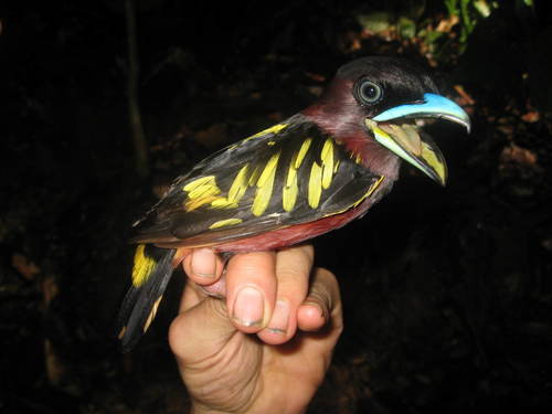 Suara kicauan burung sempur hujan rimba | download. Banded Broadbill Eurylaimus Javanicus Inaturalist