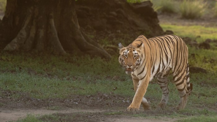 Denwa Winds Resort, near Pachmarhi, Satpura National Park