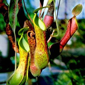 Tanaman-Tanaman Pemakan Serangga | Tips Petani