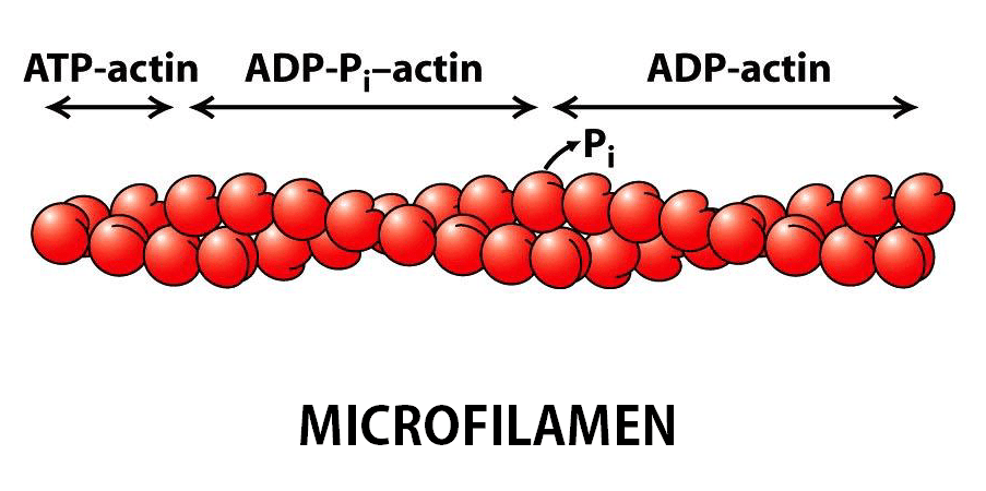 Organel membran sel ini memiliki berbagai fungsi diantaranya : ?Sel Tumbuhan dan Fungsinya Beserta Gambar Organel-organel Sel