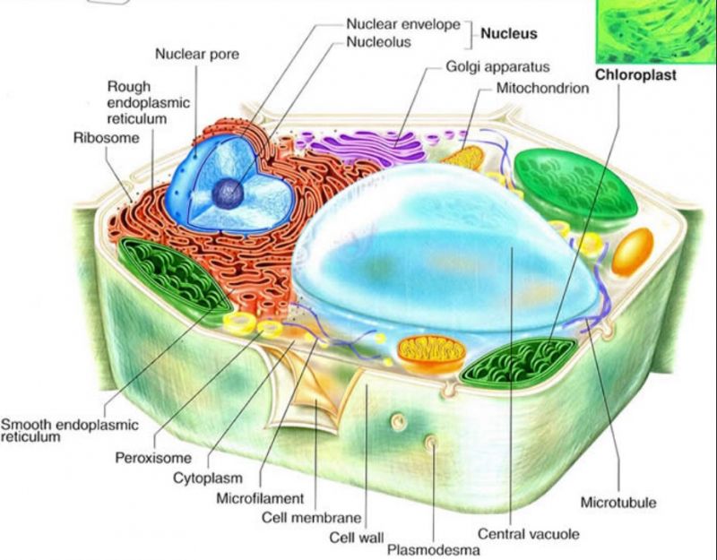√ Sel Tumbuhan: Struktur, Fungsi, Gambar Organel-organel Sel