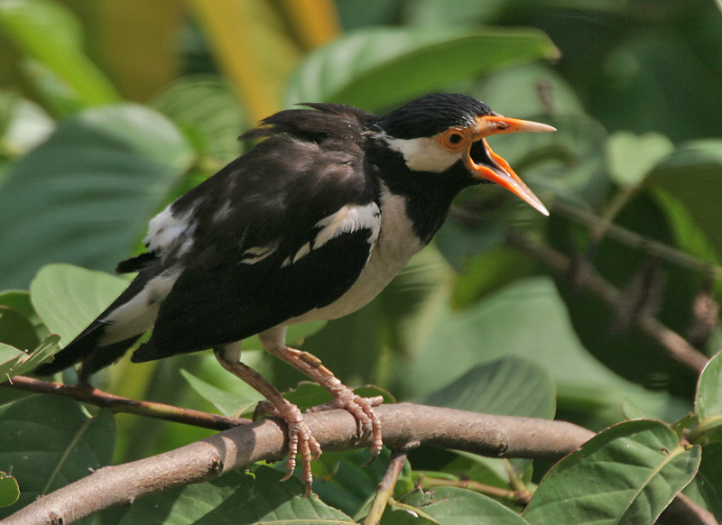 Avertebrata (tidak bertulang belakang) sehingga sering disebut binatang lunak. Fauna Identitas Kabupaten dan Kota Tegal | infotegal