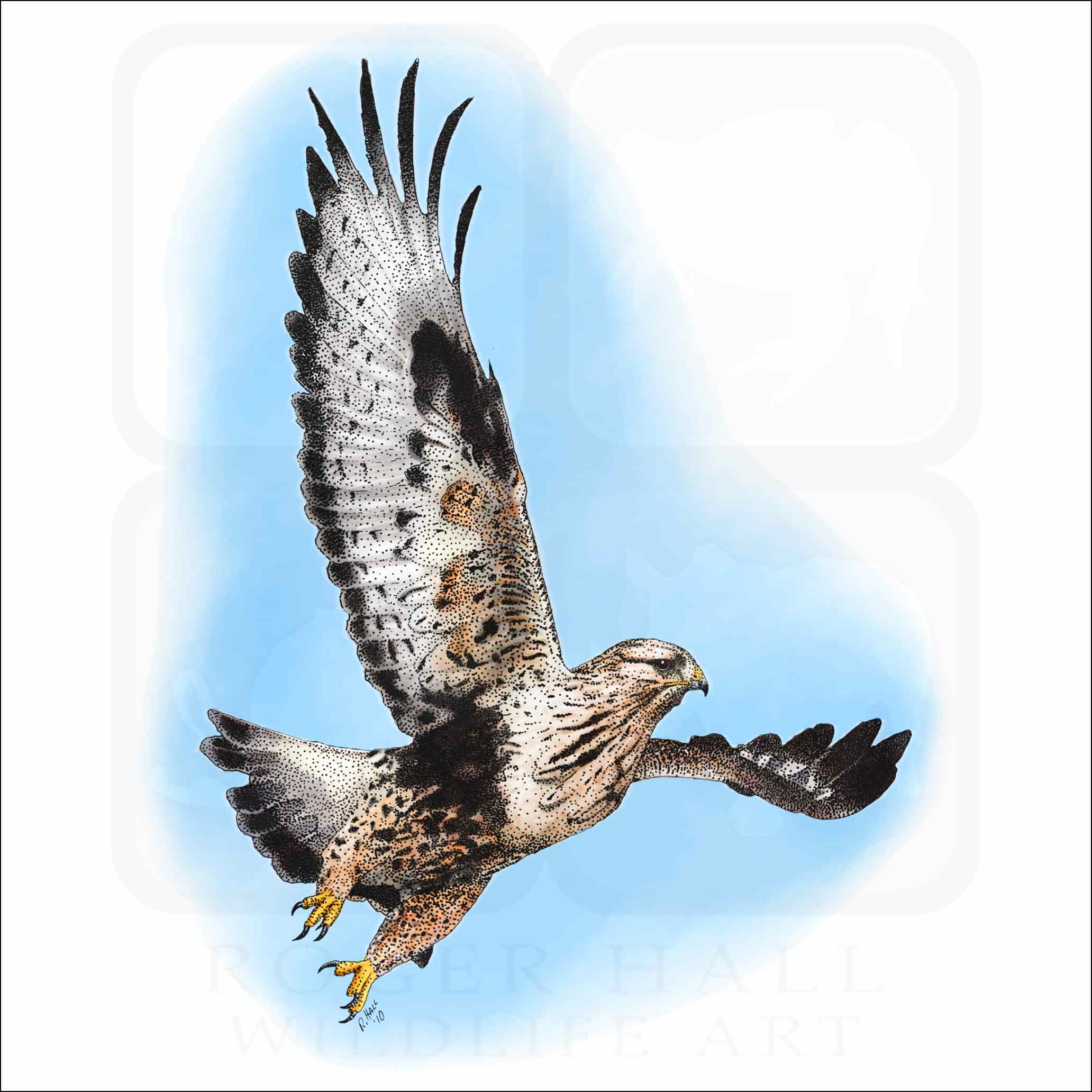 Rough-Legged Hawk - Signed Fine Art Print