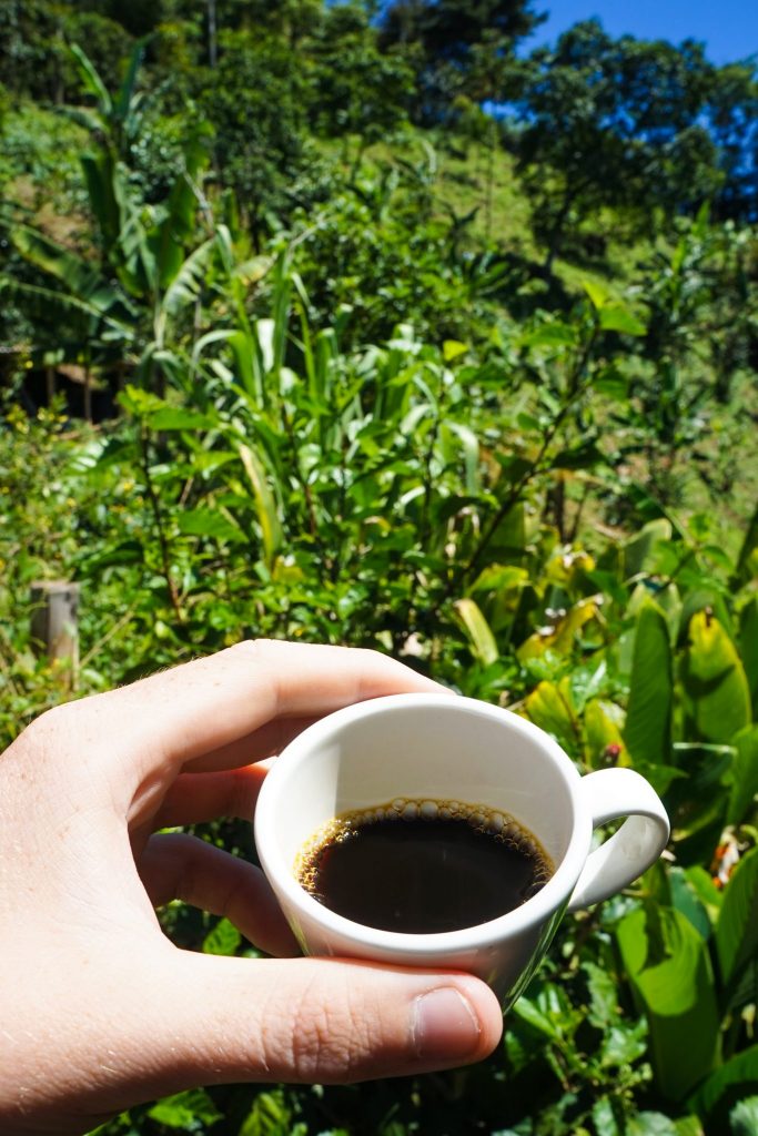 Some of these farms with available tours include the kona coffee living history farm, . The Best Coffee Tour In Salento Meet The David Attenborough Of Coffee