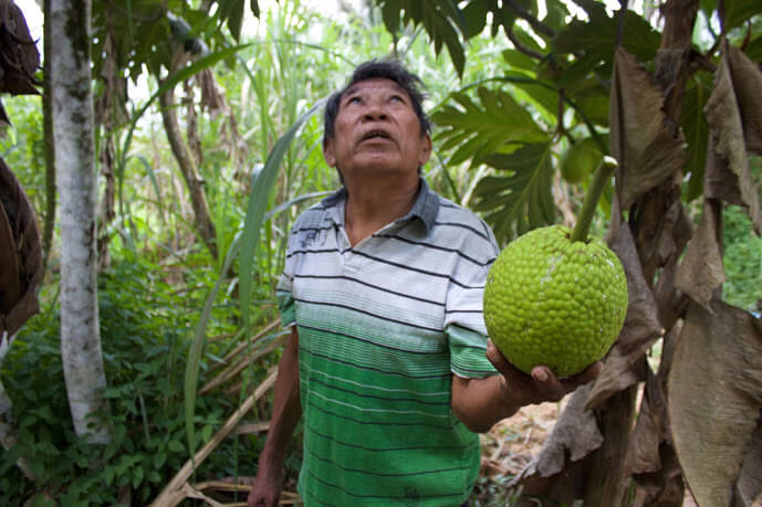 Former toshao Michael Simon holding a bread fruit (Photo: Neil Anthony Giardino)