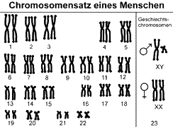 Bei kindern mit trisomie 21 ist das chromosom 21 in jeder körperzelle dreimal . Mars Versus Venus Teil 2 Warum Gibt Es Zwei Geschlechter Internet Evoluzzer