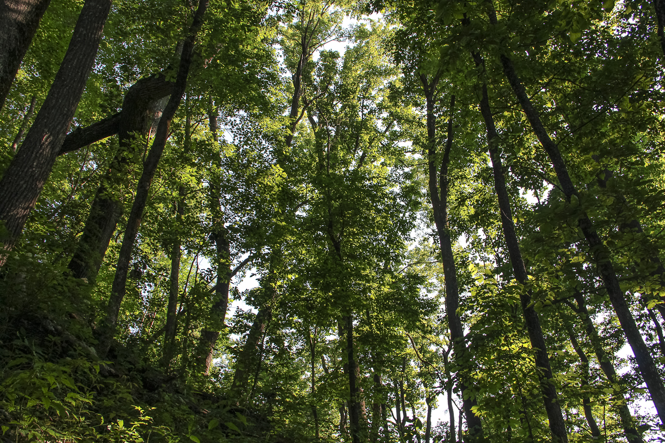 Meanderthals Art Loeb Trail to Pilot Mountain, Pisgah National Forest