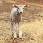 Lamb Selection Day