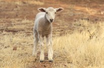 Lamb Selection Day