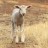 Lamb Selection Day