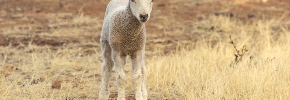 Lamb Selection Day