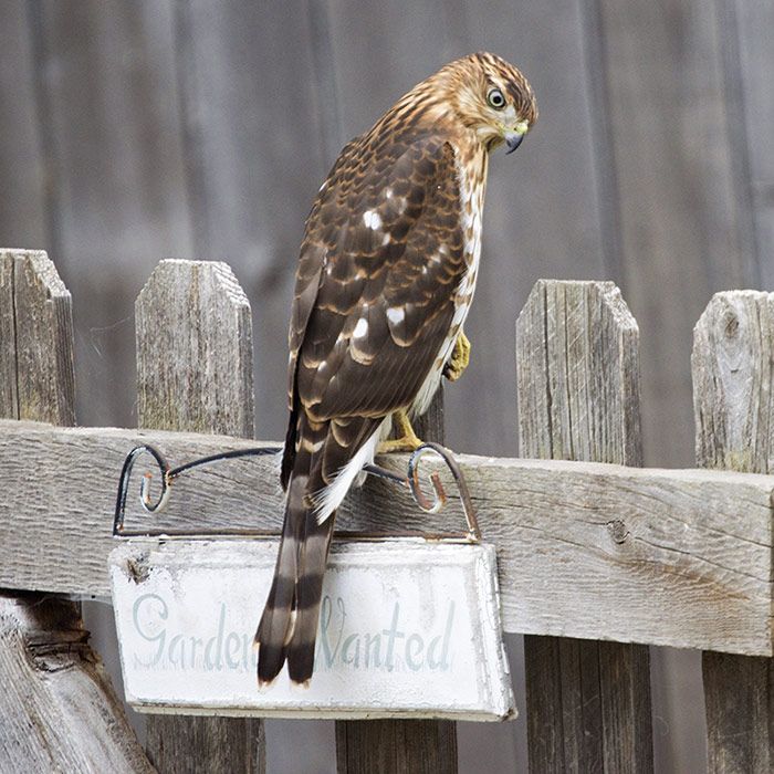 Excuse Me Your Bird Feeder Is Empty Intobirds