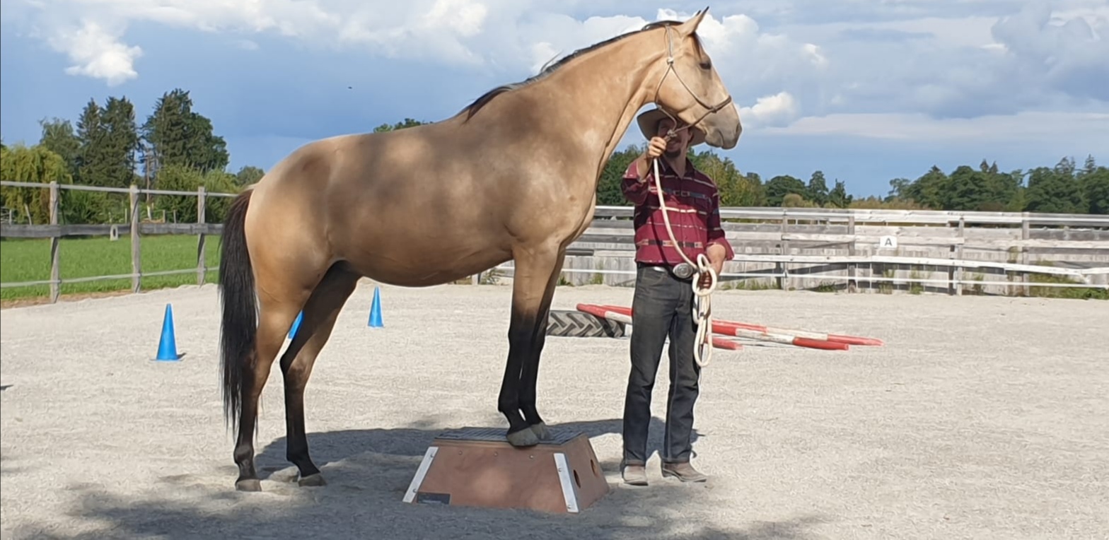 Wunderpferde Teil 2: Wie dein Pferd zum Wunderpferd wird