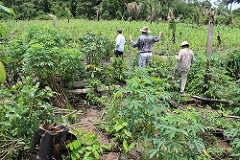 Embaixadora da Noruega visita área produtiva do agricultor Sandoval Caetano, em Vitória do Xingu, em 2014.