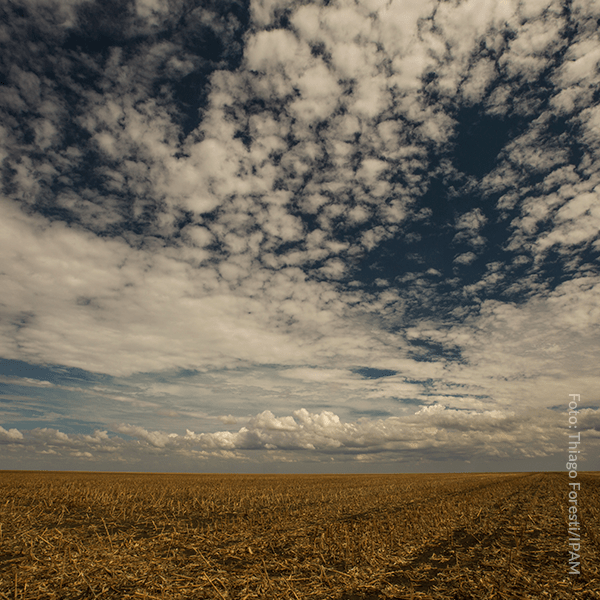 Área de soja na região do Matopiba. Foto: Thiago Foresti/IPAM