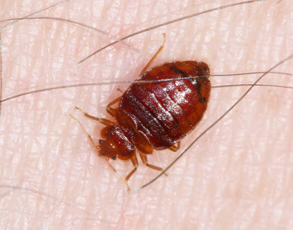 We know that pests, like bed bugs, can pose . Bed Bugs San Antonio College Station Austin Pest Control Ipest