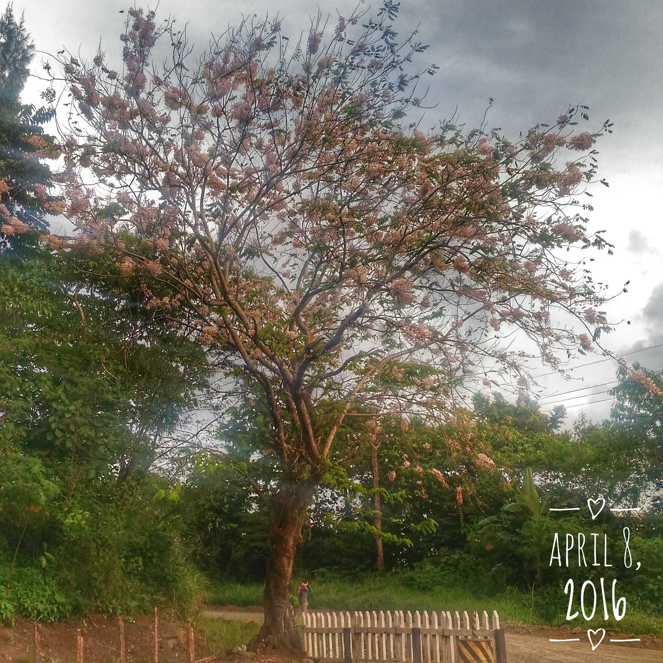 32 Days of Palawan Cherry Blossom