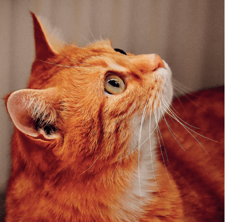 как нарисовать фиолетовый кот