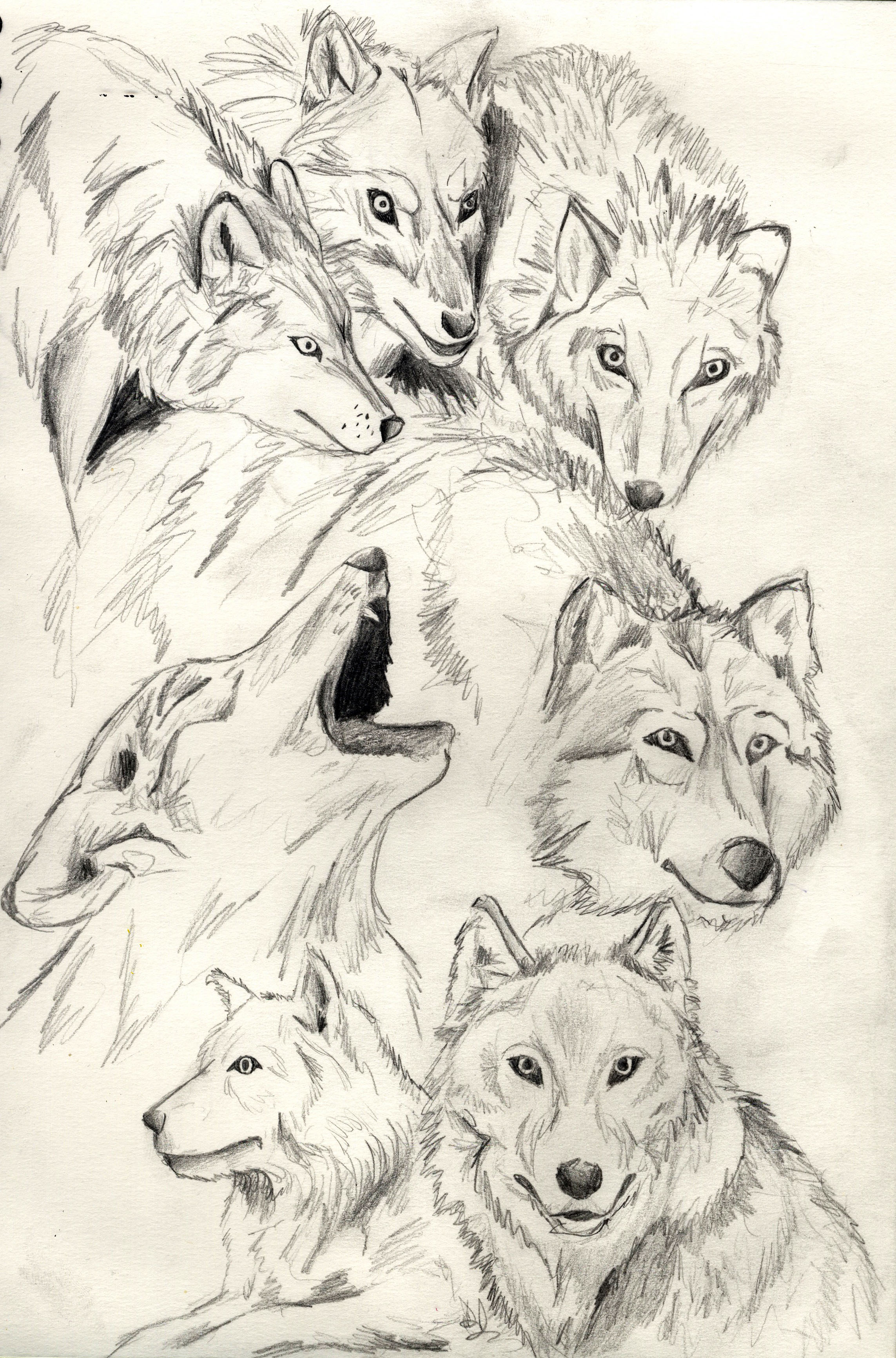 Grab your pencil and paper and follow along as i guide you through these step by step drawing instructions. Wolf Sketches And Research Research Project A Tail Of Two Wolves