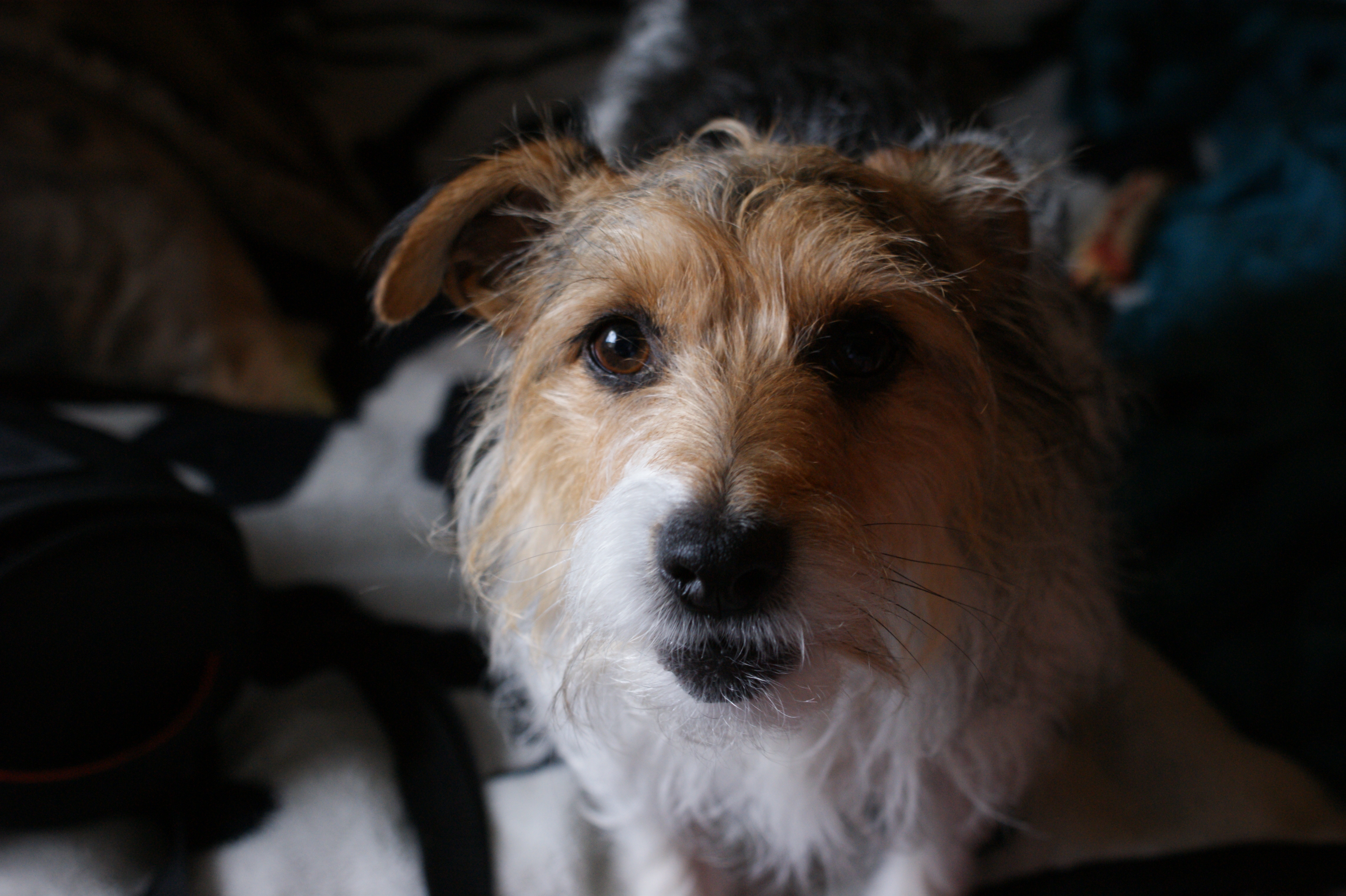 Jacks chat – It's a dogs life; how to get the best from it