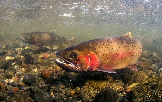some-rocky-mountain-fish-spawn-in-the-fall-jake-s-nature-blog