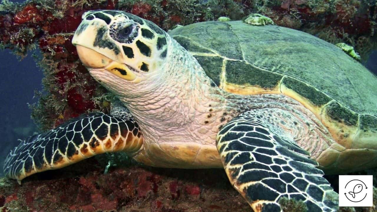 Hulls with heavy barnacle buildup · 1. Why Do Barnacles Attach To Turtles Can You Remove Barnacles