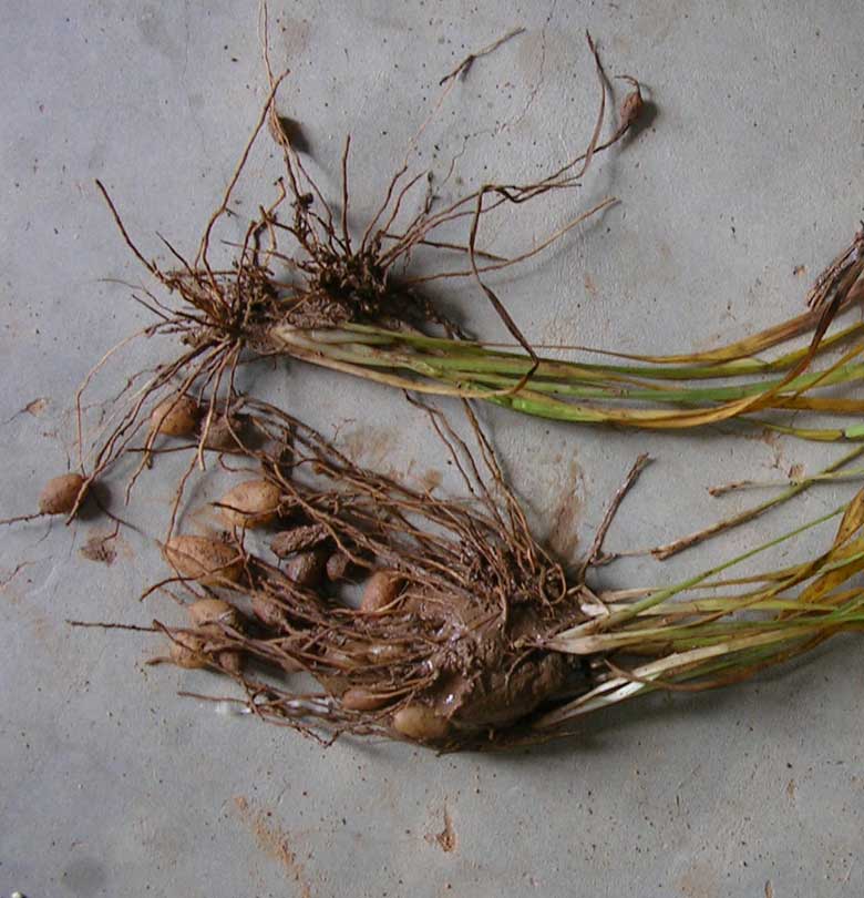 Khasiat rumput teki yang disebutkan antara lain antiinflamasi, antioksidan, antidiabetes, antihistamin, serta sifat diuretik dan sitotoksik . Seri Suket Teki: Suket Teki Bisa dibuat Menjadi Makanan