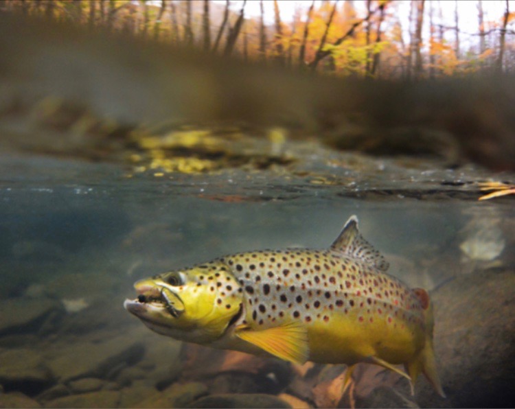 Montana Brown Trout Fly fishing, spot and stalk, trophy hunting