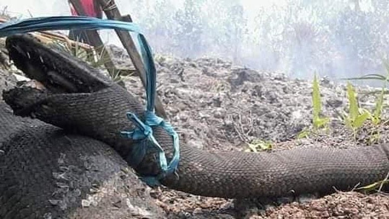 Apa itu nilai passing grade/ambang batas dalam ujian cat cpns 2021? Kebakaran Hutan Bunuh Raja Piton, Deretan Hewan Ini di