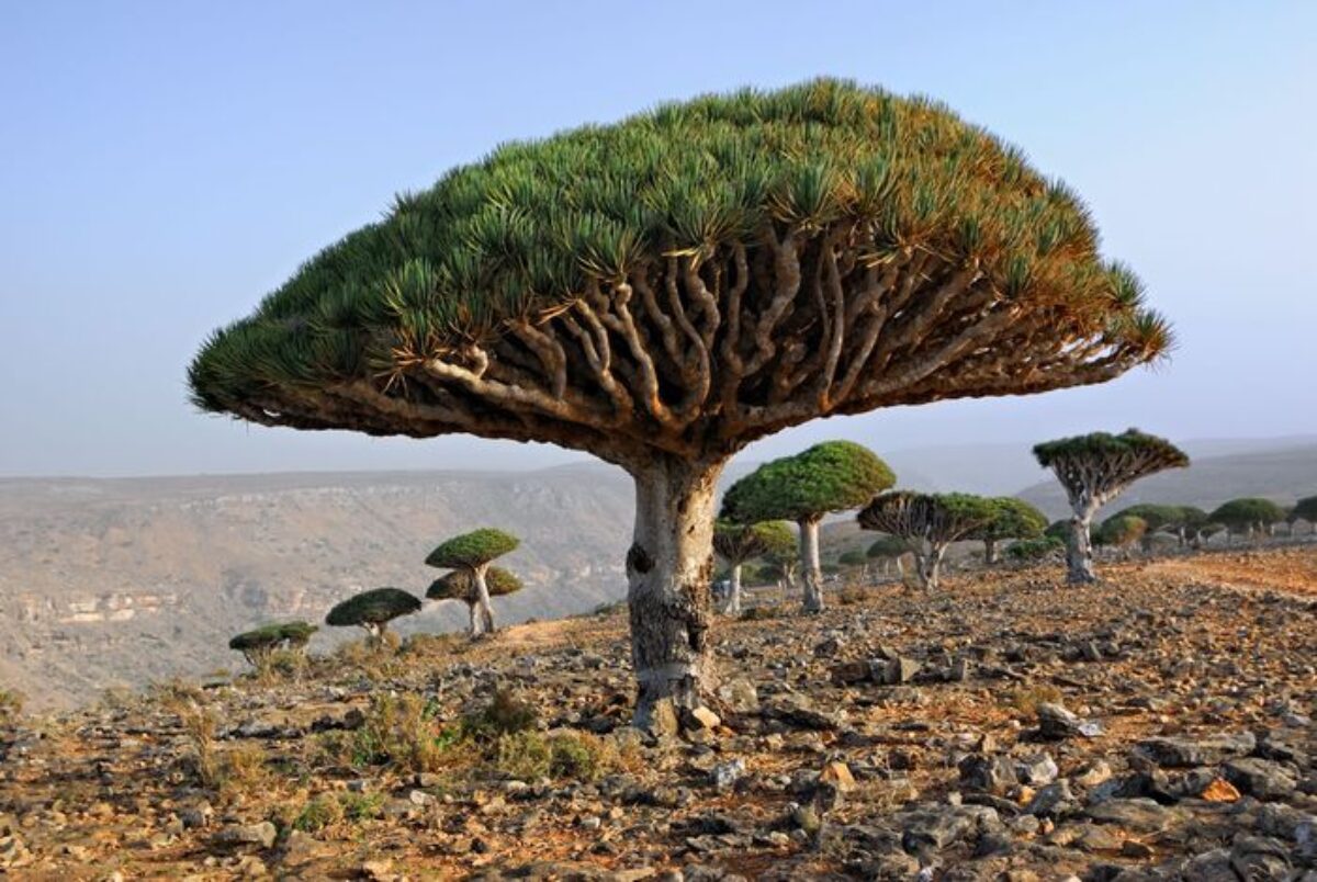 Mirip Tempat Tinggal Alien, Ini 6 Fakta di Balik Keindahan Pulau Socotra | Real - Jeda.id
